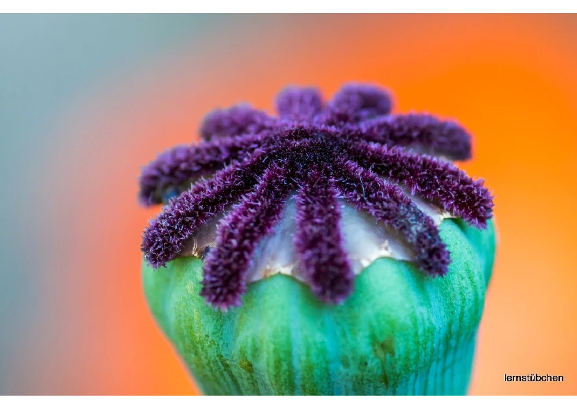 Mohn.pdf